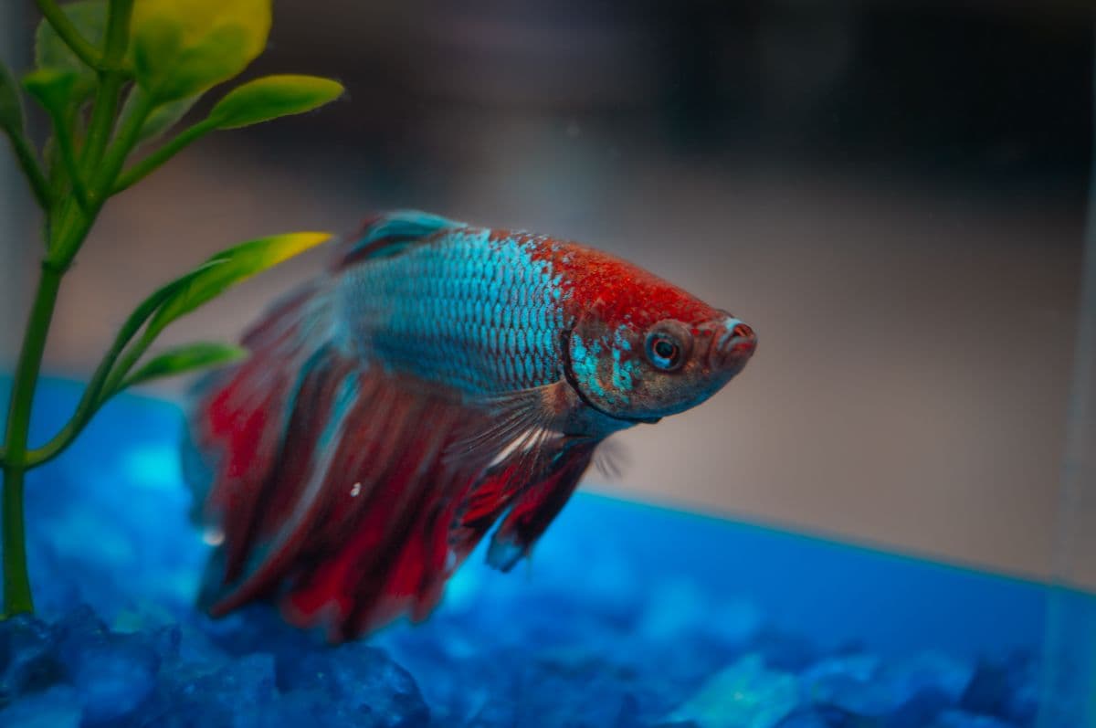 A vividly coloured betta fish with flowing fins in an aquarium