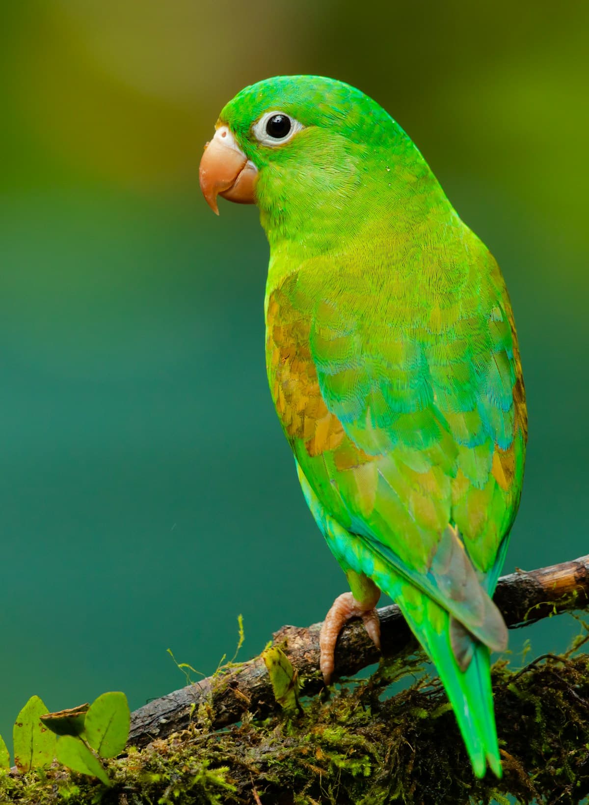 Bright green and yellow budgerigar perched on a wooden branch