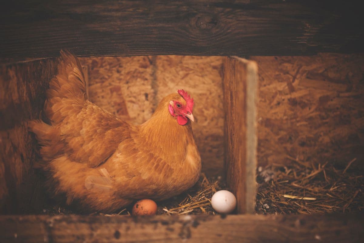 A brown hen nesting in a wooden box with eggs