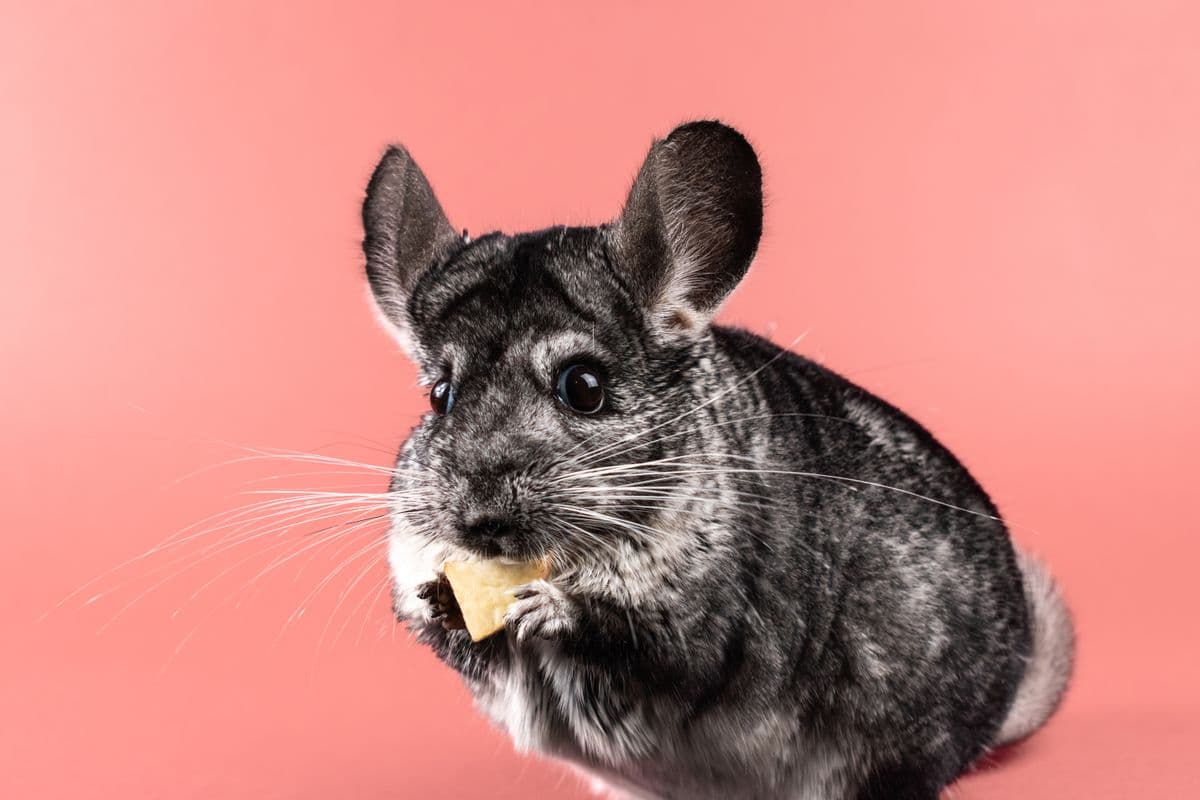 A grey chinchilla with soft dense fur sitting alert