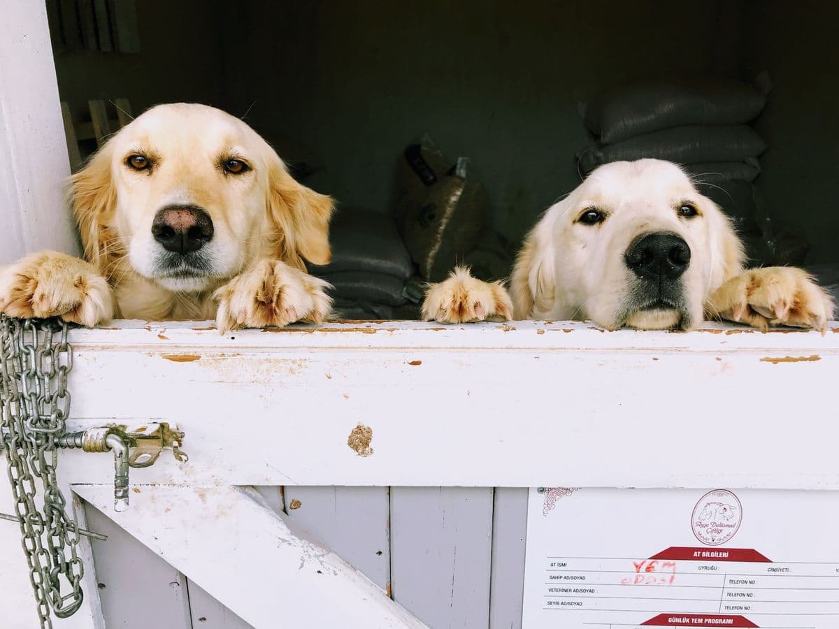 Golden retriever lying on a wooden floor looking up at the camera