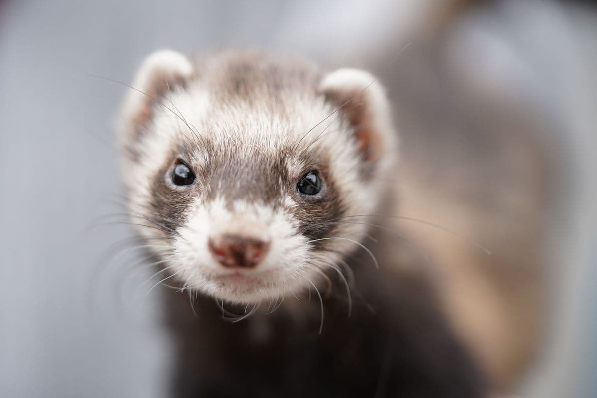 A curious ferret standing upright and looking toward the camera