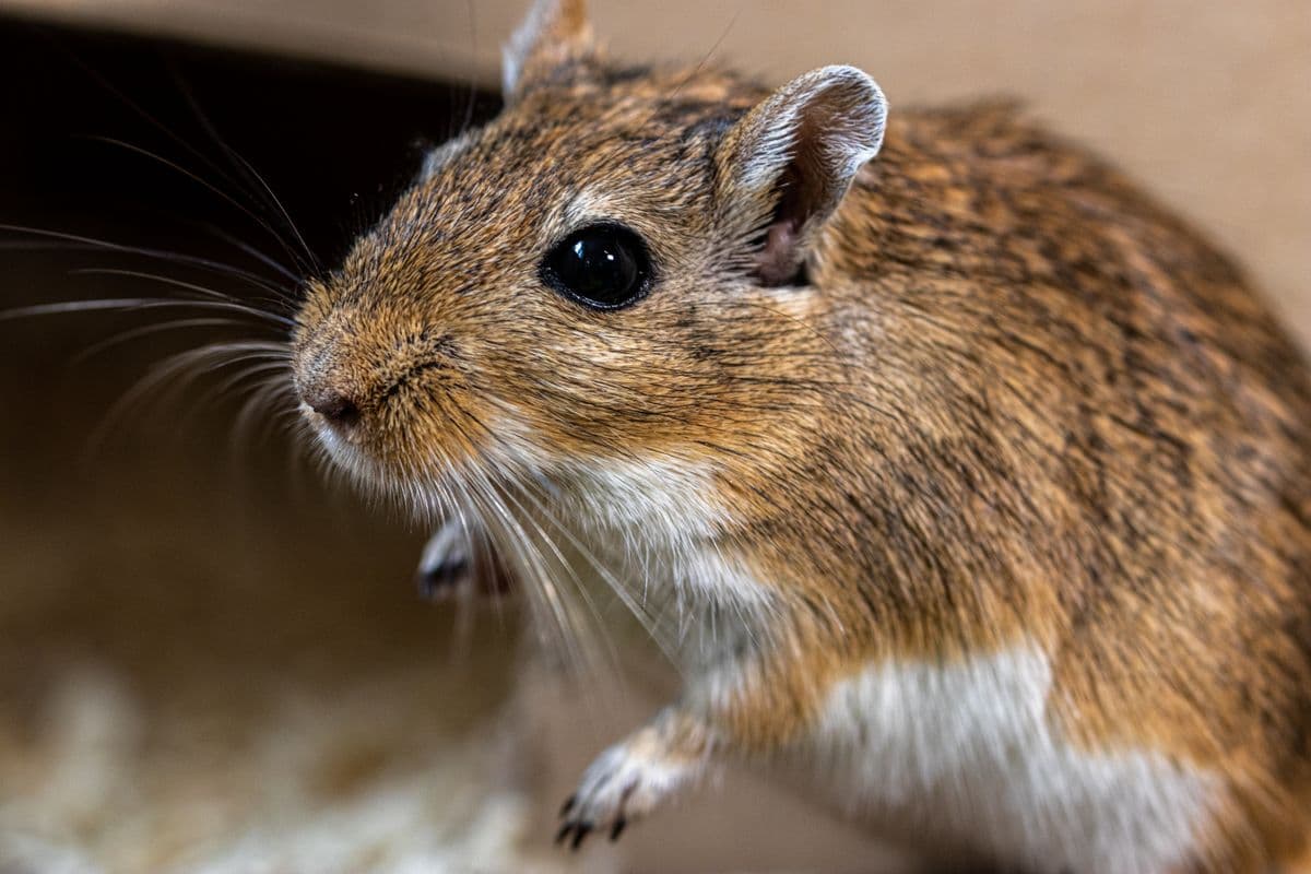 A small sandy-coloured gerbil sitting upright