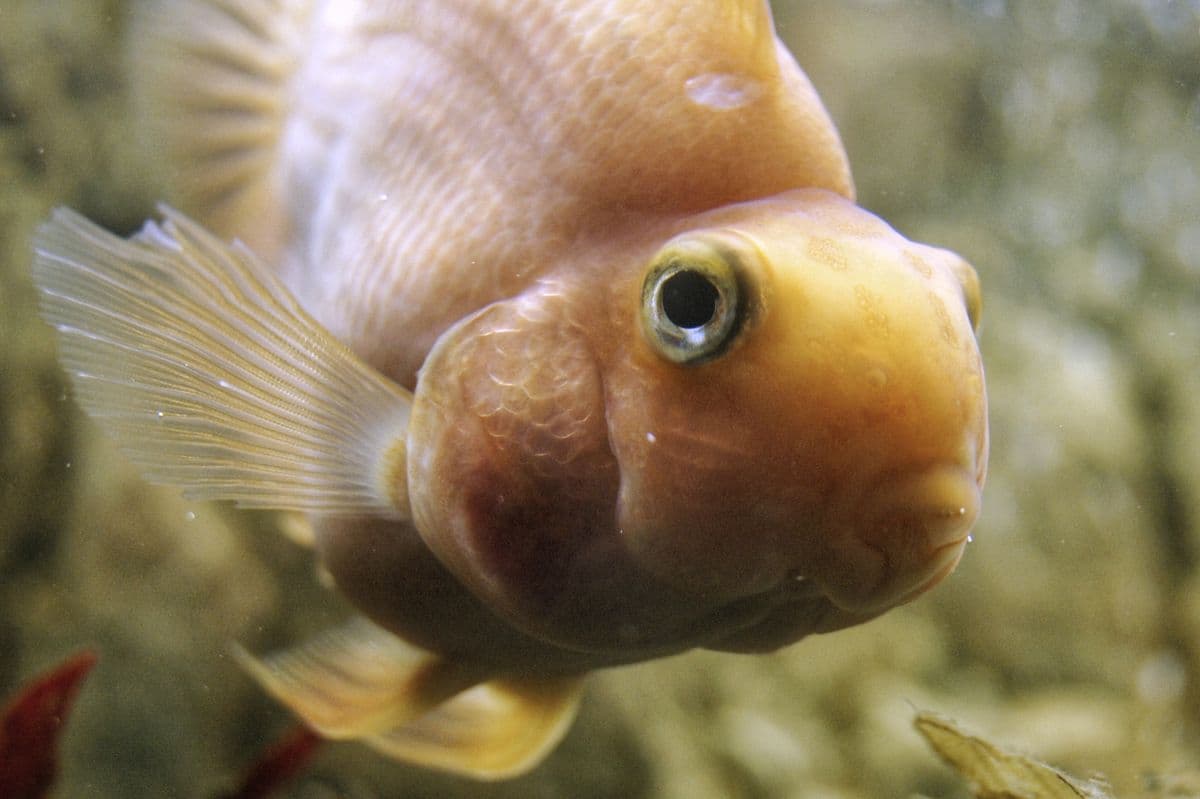 A bright orange goldfish swimming in clear aquarium water