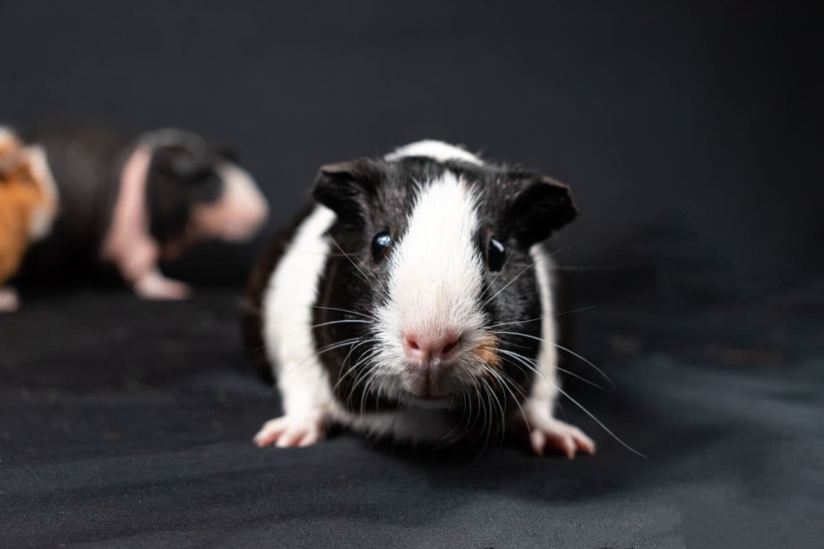 Close-up of a guinea pig with soft brown and white fur