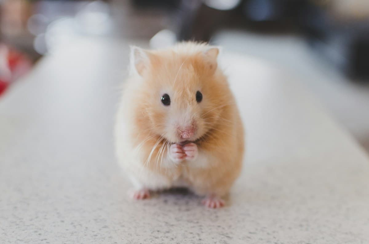 Small golden hamster peeking out from a wooden hideout