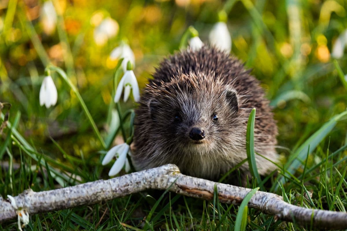 A small hedgehog with visible quills on a natural surface