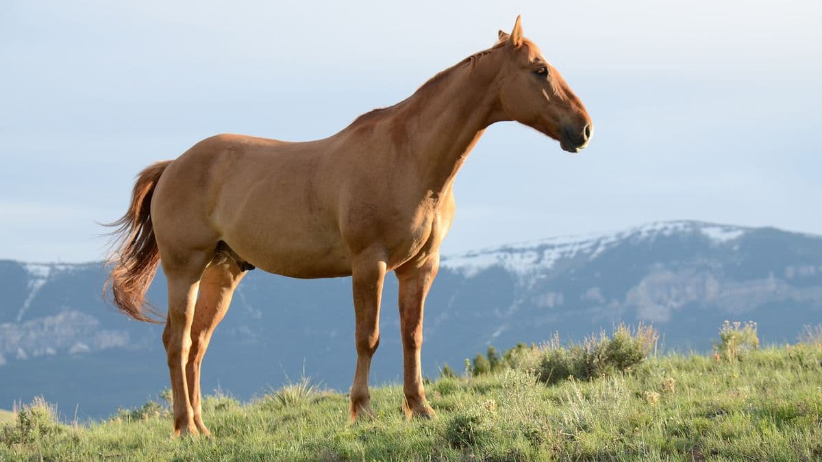 A chestnut horse standing on a grassy hill with mountains behind