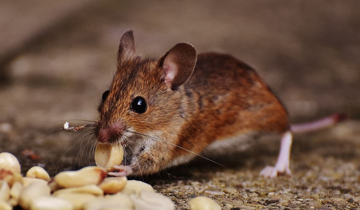 A small pet mouse perched on a wooden surface