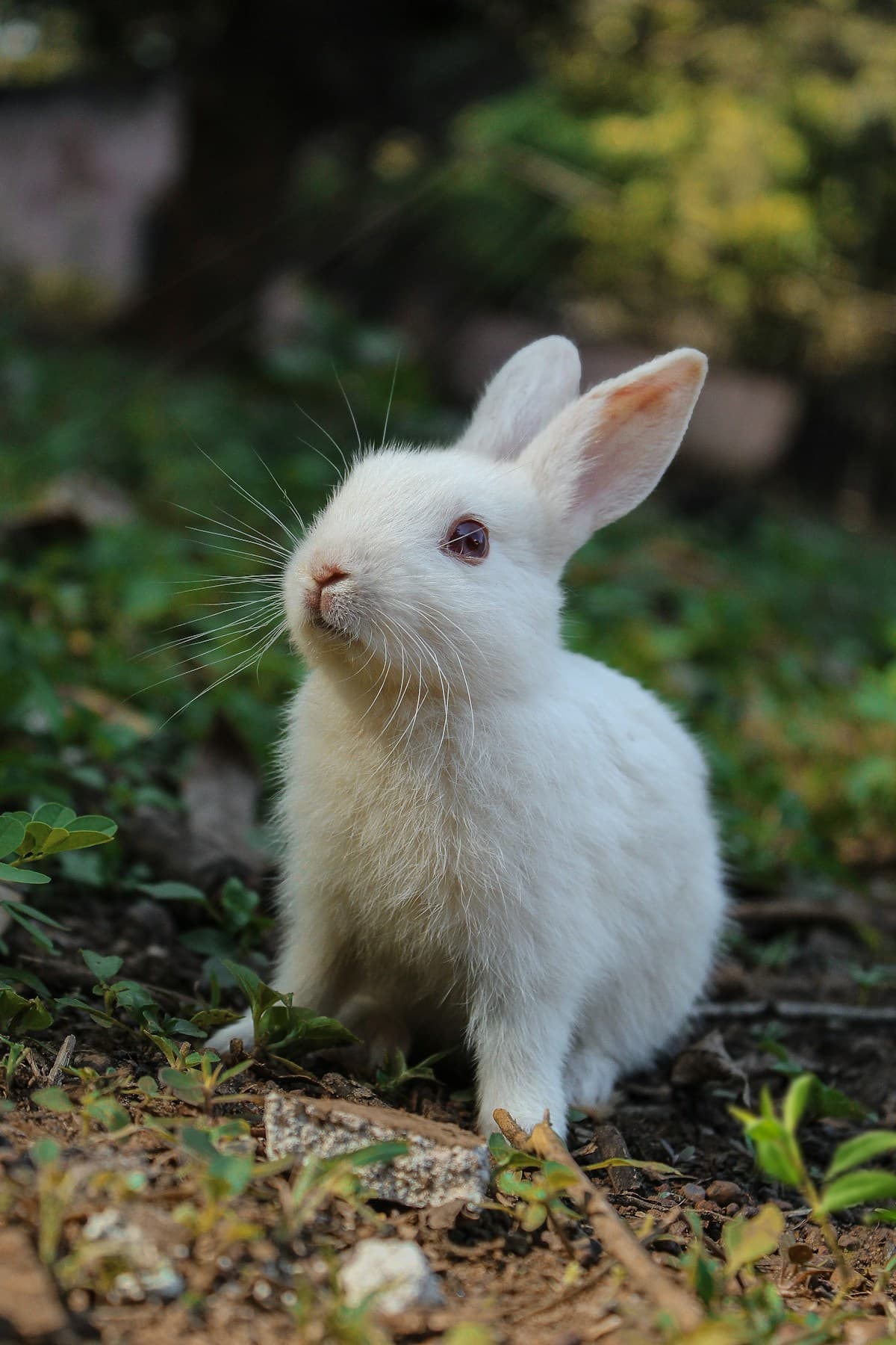 Fluffy white rabbit sitting on a green lawn