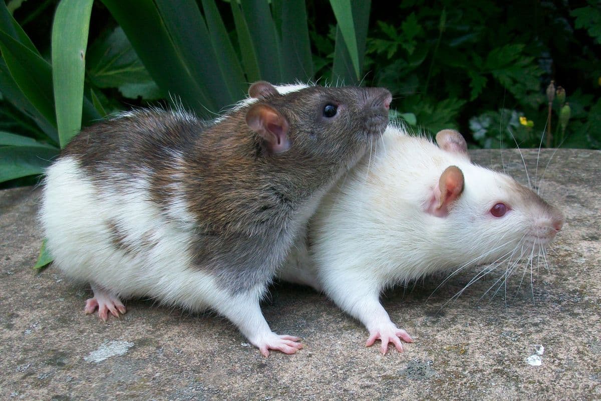 A curious pet rat with soft fur looking toward the camera