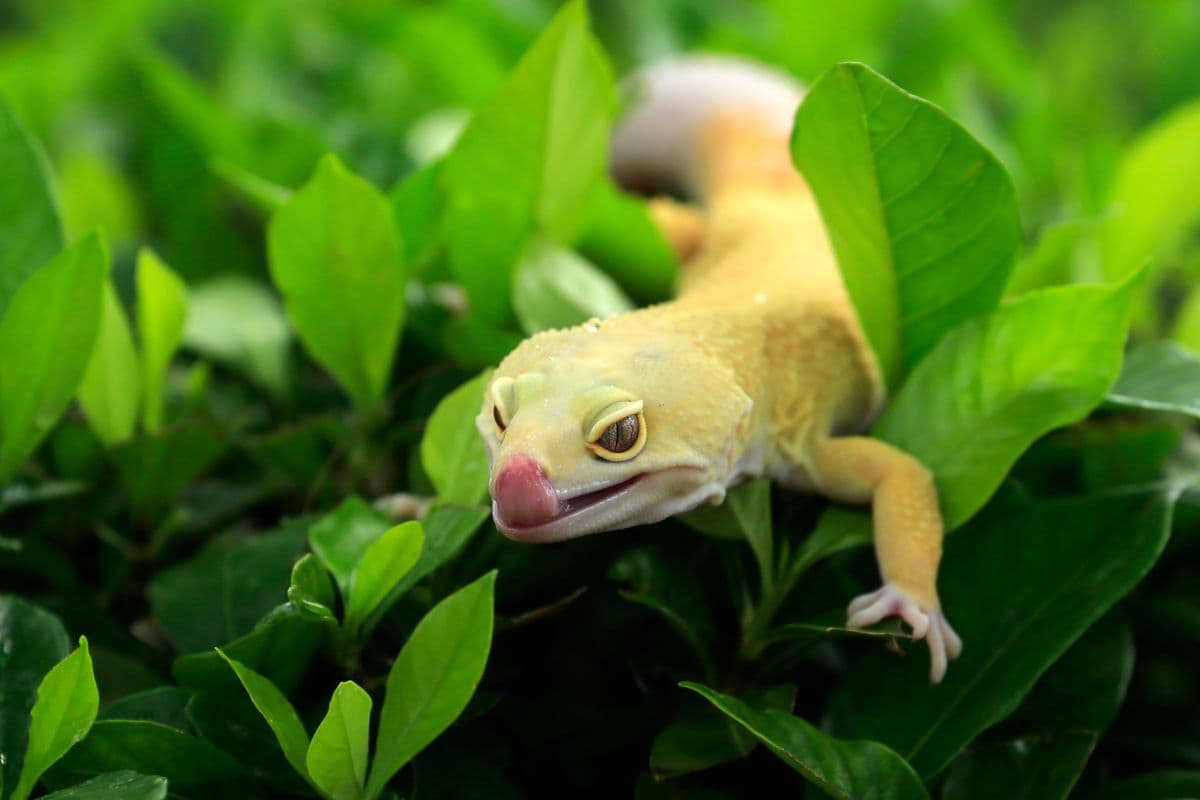 Bearded dragon lizard on a rock basking under warm light