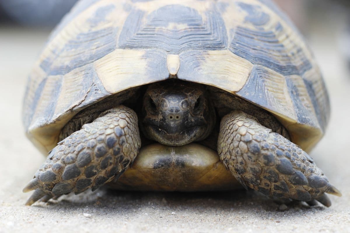 A land tortoise walking across grass in natural light